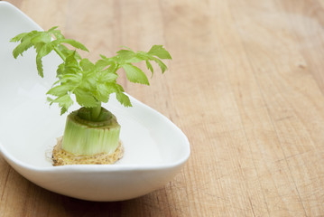 Regrowing celery
