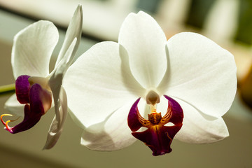 Fototapeta na wymiar Phalaenopsis. White orchid flower indoor.