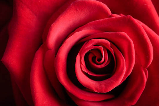 Closeup red rose flower as love nature background