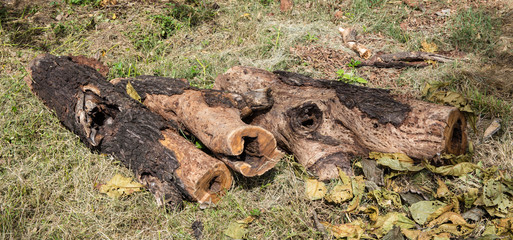 Spruce Timber Logging in Forest
