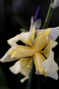 Pale Yellow Iris Flower