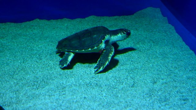 turtle
