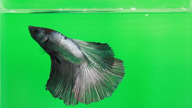 feeding hungry betta fish over green-screen