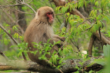 上高地のニホンザル