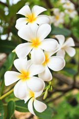 Fototapeta na wymiar White lelawadee flower