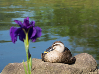 花菖蒲の傍で憩うカルガモ