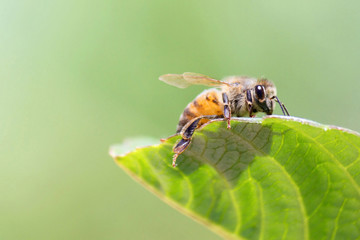 Honeybee