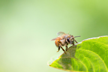 Honeybee