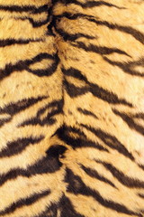 natural real model of tiger stripes