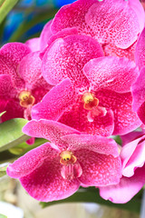 Fototapeta na wymiar Beautiful pink orchid flower