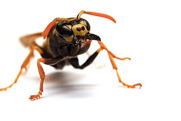 Wasp