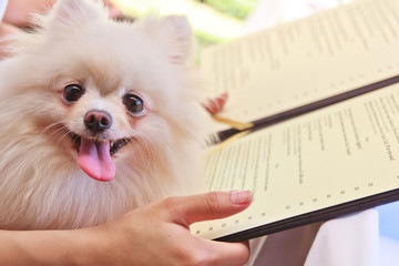 Pomeranian on table in restaurant