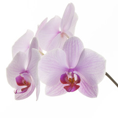 Obraz na płótnie Canvas Pink streaked orchid flowers