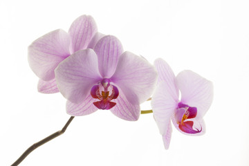 Naklejka na ściany i meble Pink streaked orchid flowers