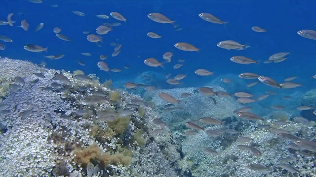 Underwater footage of a shoal of Fish