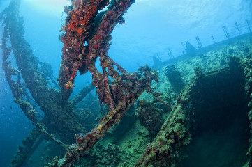 A hard coral on a ship wreck in red sea