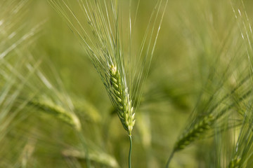 yellow ripe wheat field