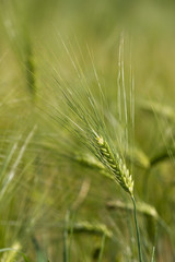 yellow ripe wheat field