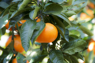 みかん農園