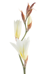 Obraz premium Lilies