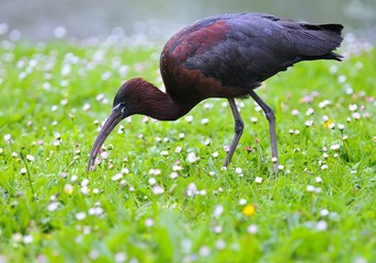Glossy ibis.