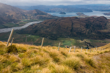 tussock growing above lake Wanaka