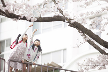 桜を指差す小学生
