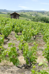 Fototapeta na wymiar Weinbau im Beaujolaisgebiet