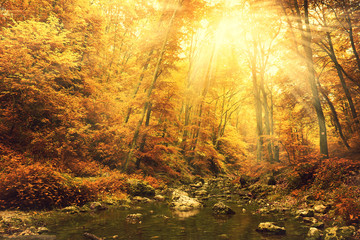 Fototapeta premium Creek