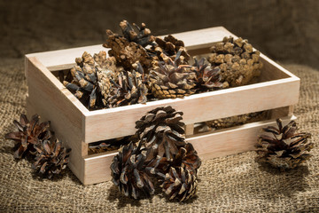 Pine cones in box