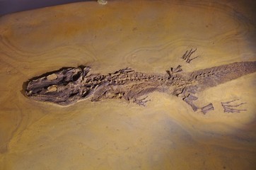 Obraz premium ワニの化石