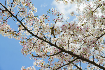 桜のイメージ