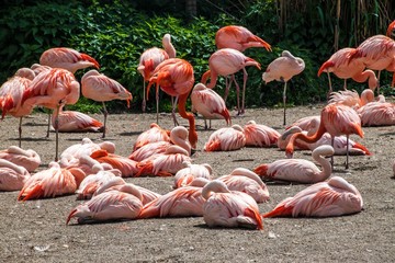 Flamingos