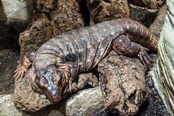 Red tegu