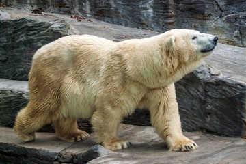 Polar bear