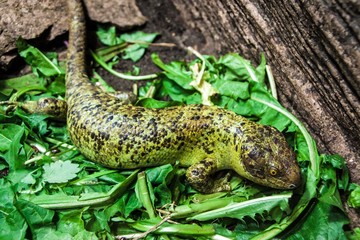 Solomon islands skink