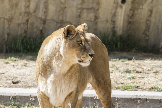 Big lioness resting, wildlife mammal withbrown fur