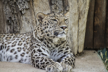 Wild, Powerful leopard resting, wildlife mammal with spot skin