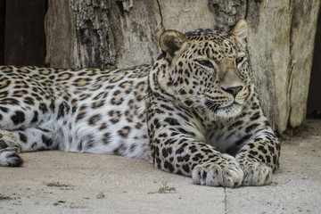Danger, Powerful leopard resting, wildlife mammal with spot skin