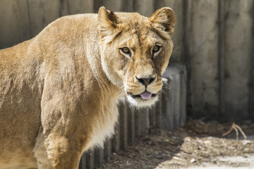 Fototapeta na wymiar Powerful lioness resting, wildlife mammal withbrown fur