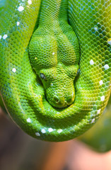 Fototapeta premium Green tree python
