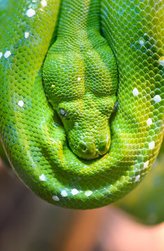 Green tree python