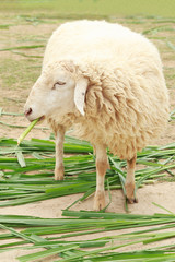 White sheep smile eating grass