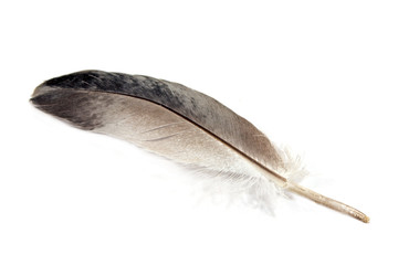 Gray feather isolated on white