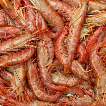 Group of shrimps.