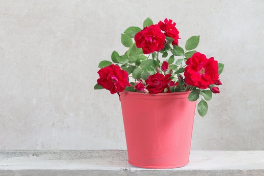 Fototapeta rose flowers in bucket on gray background