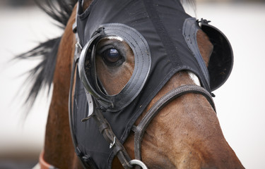 Obraz premium Race horse head with blinkers detail