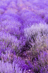 Obraz na płótnie Canvas Lavender Flowers