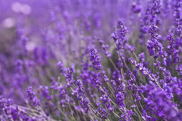 Lavender Flowers