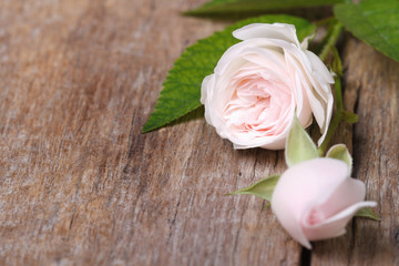 Delicate floral frame from pink roses close-up